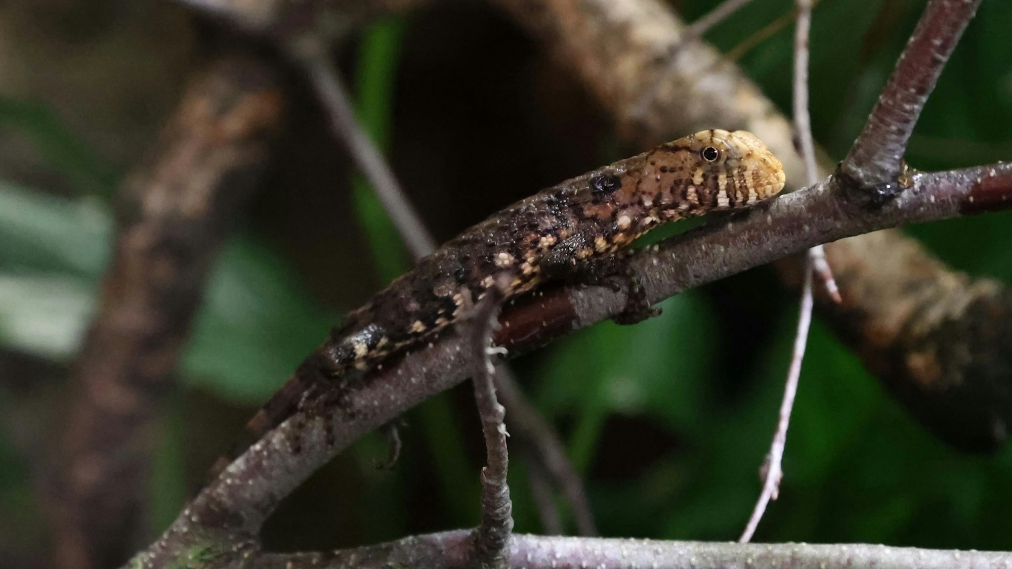 Eine Krokodilschwanzechse sitzt auf einem Ast.