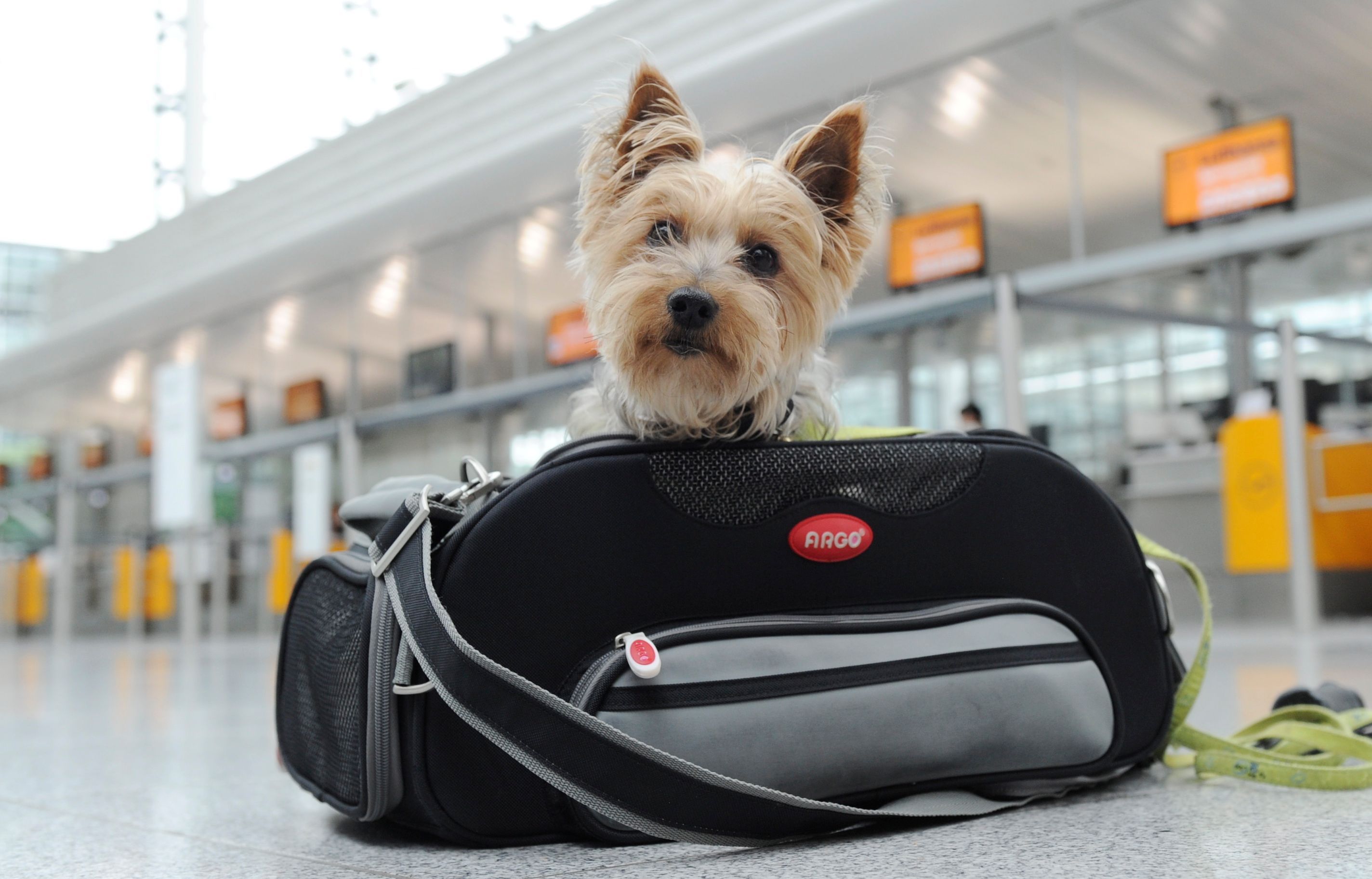 Kleine Hunde dürfen vom Hundehalter mit ins Flugzeug genommen werden. Für große bietet der Anbieter K9 Jets nun eine Lösung an. (Symbolbild)