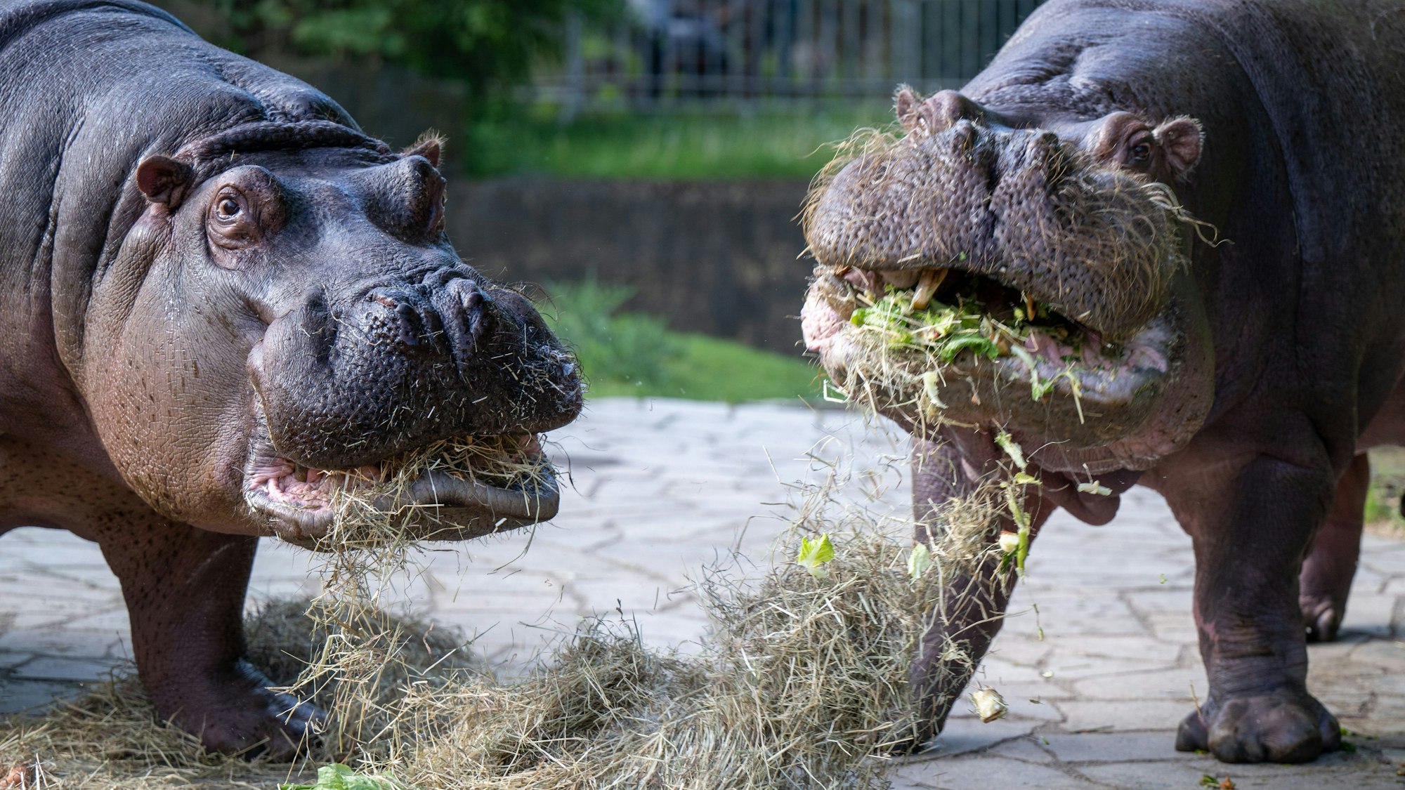 Flusspferde fressen bei einer Fütterung im Zoo Heu, Salat, Karotten und Äpfel.