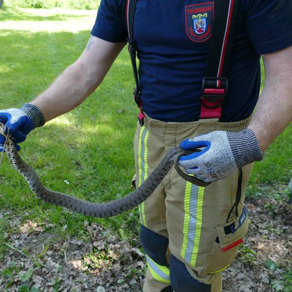 Es ist die Schlange in den Händen eines Mitarbeiters der Feuerwehr zu sehen.