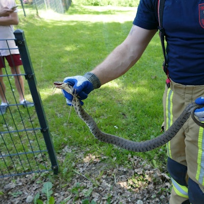 Es ist die Schlange in den Händen eines Mitarbeiters der Feuerwehr zu sehen.