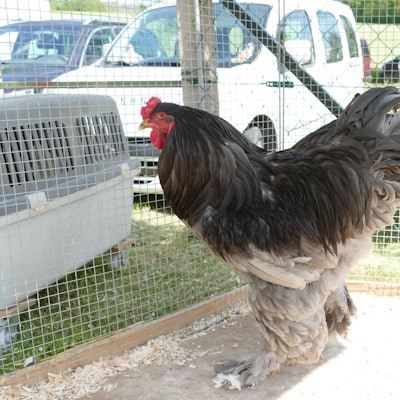 Ein Hahn in einem großen Käfig vor parkenden Autos