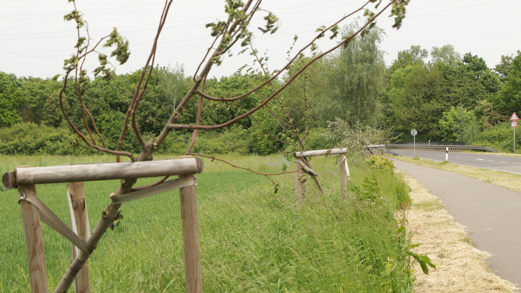 Das Foto zeigt abgesägte Bäume auf der Landstraße zwischen Stommeln und Fliesteden.