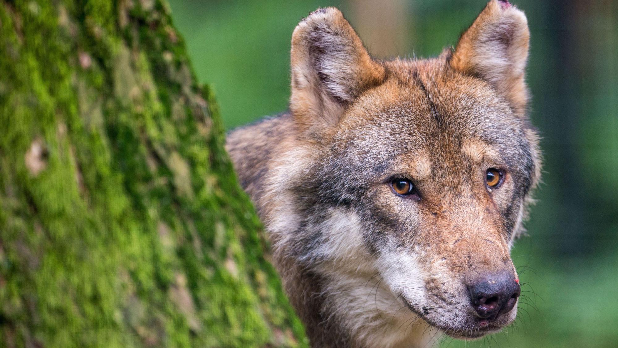 Ein Wolf schaut in einem Wildpark hinter einem Baum hervor.