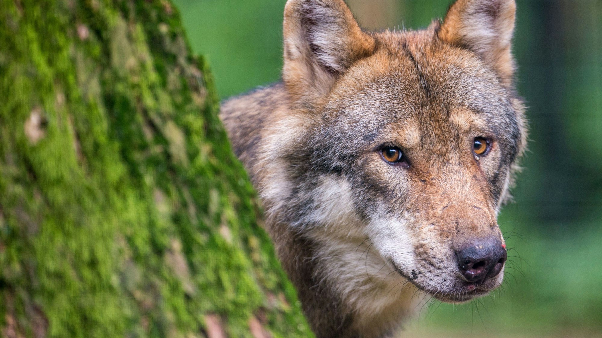 Ein Wolf schaut in einem Wildpark hinter einem Baum hervor.