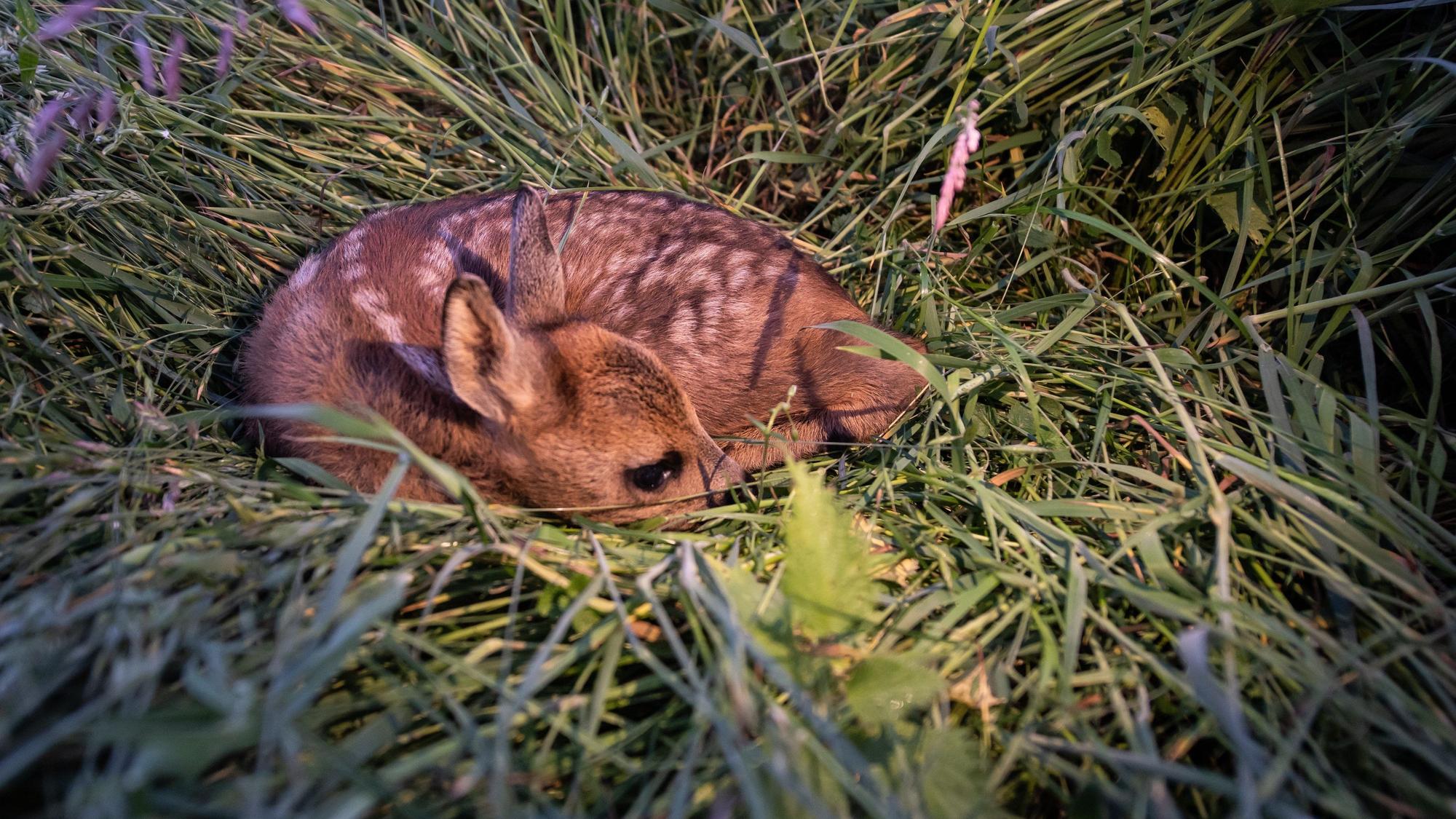 Rehkitze liegt im Gras.