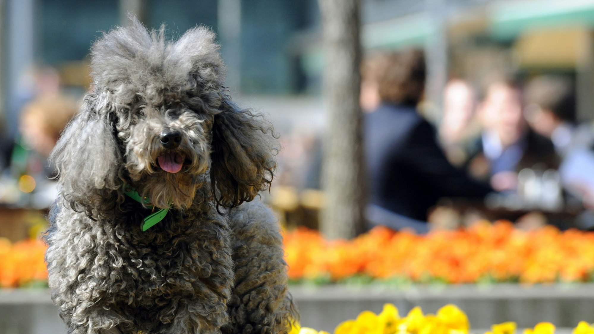 Ein Pudel steht in der Sonne.