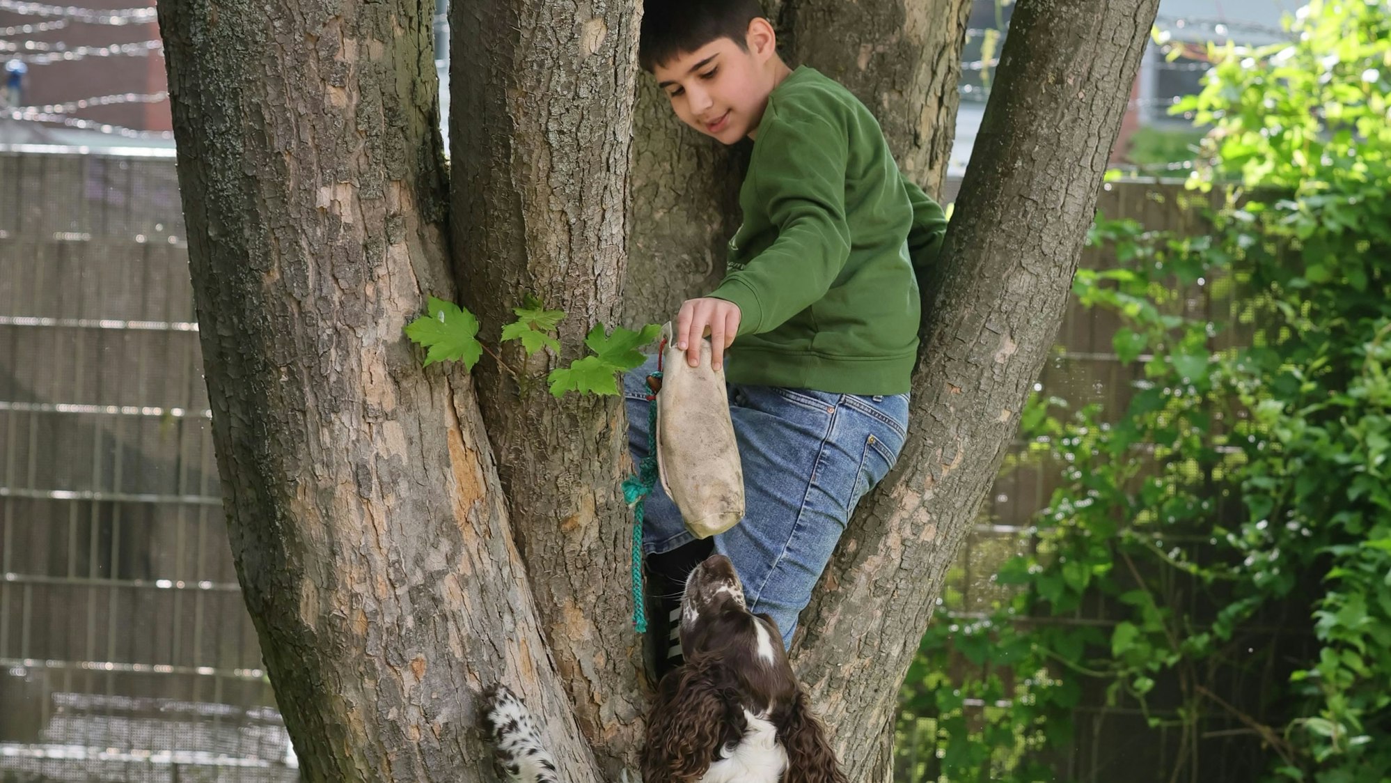 Schüler Firat steht im Baum und reicht dem Hund ein Beutespielzeug.