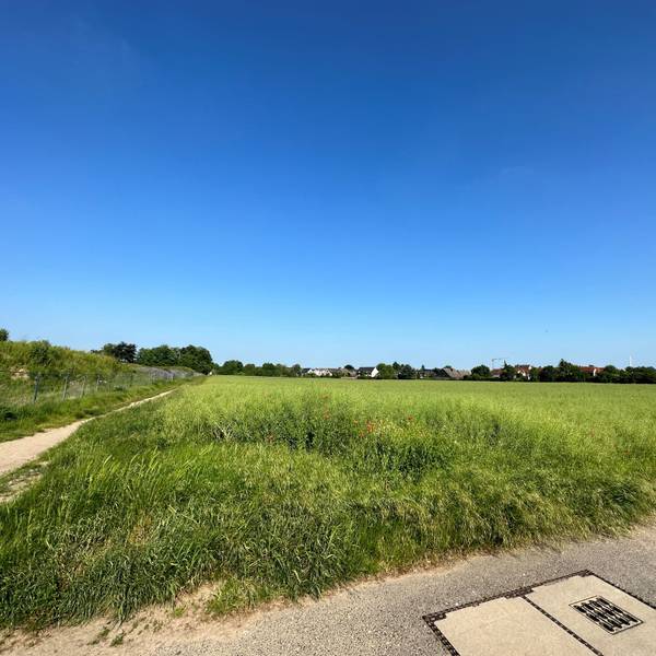 Man sieht eine saftige grüne Wiese, in der Ferne den Rand der Wohnbebauung des heutigen Ortes Rondorf.