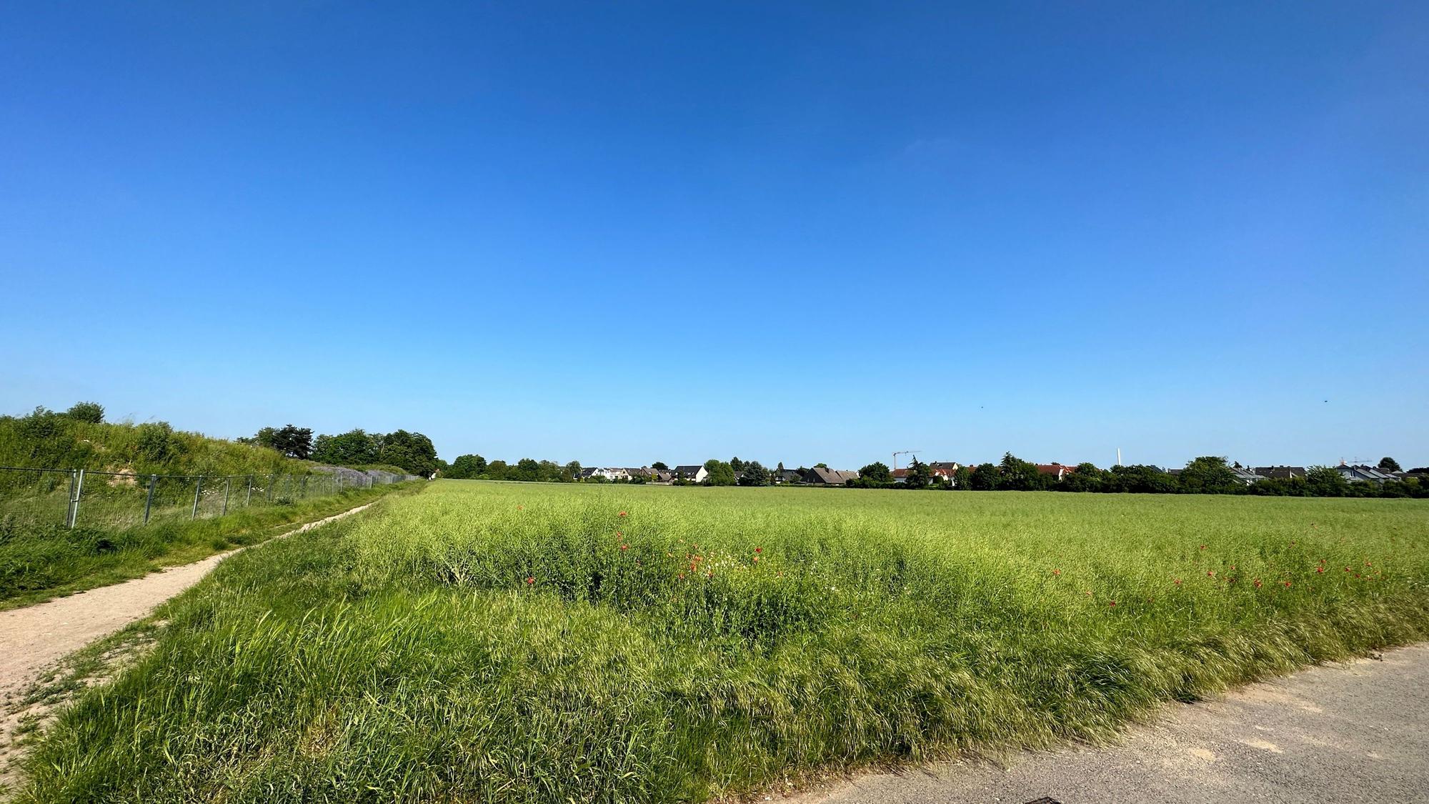 Man sieht eine saftige grüne Wiese, in der Ferne den Rand der Wohnbebauung des heutigen Ortes Rondorf.