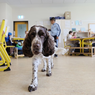Hündin Linn läuft durch die Klasse.