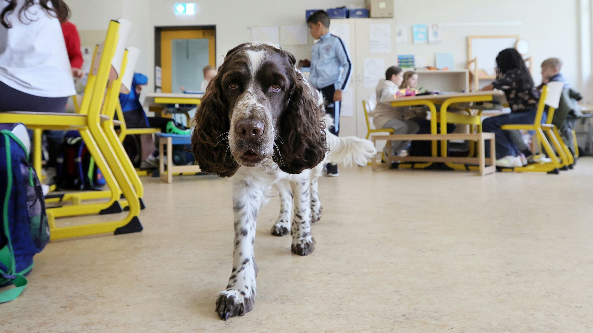 Hündin Linn läuft durch die Klasse.