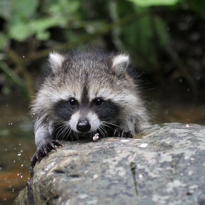 Ein Waschbär sitzt auf einem Stein an einem Gewässer.