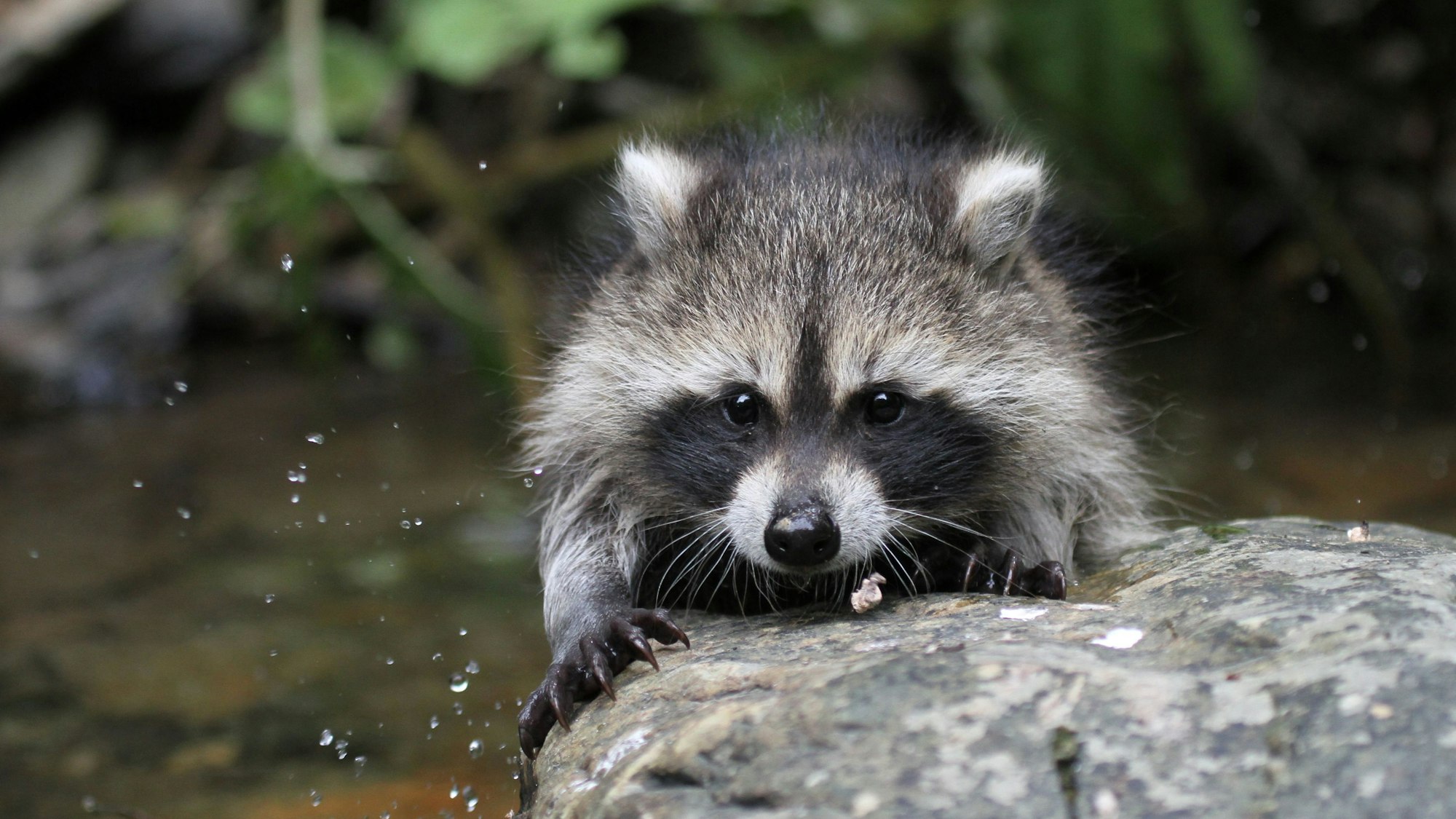 Ein Waschbär sitzt auf einem Stein an einem Gewässer.