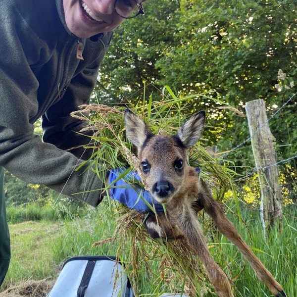 Ein Mensch hält ein in Gras gepacktes Rehkitz mit Handschuhen in den Händen.