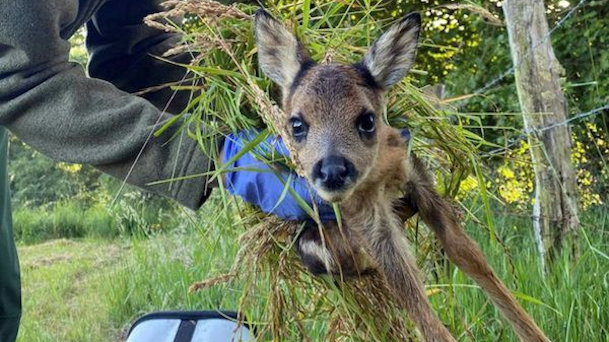 Ein Mensch hält ein in Gras gepacktes Rehkitz mit Handschuhen in den Händen.