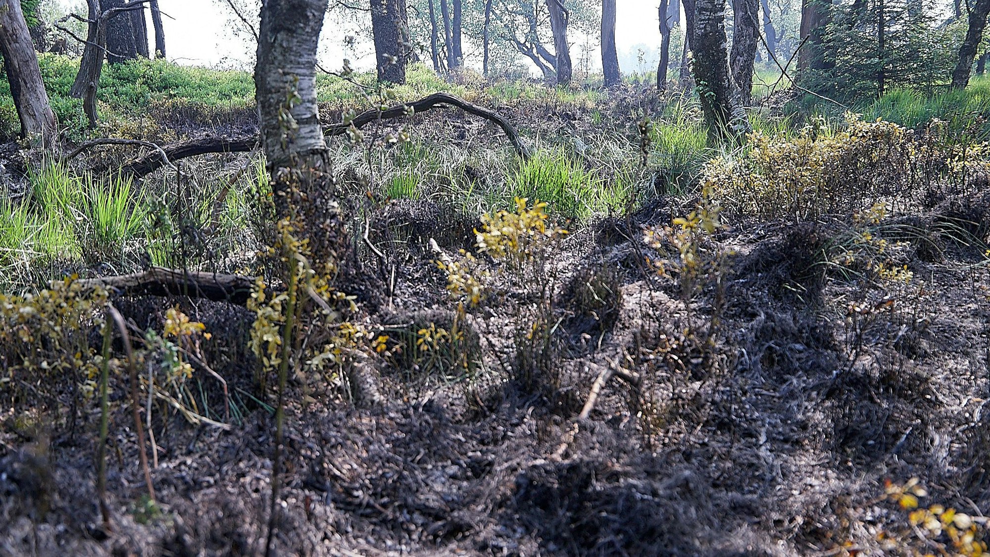 Mit einem Großaufgebot an Einsatzkräften waren die belgische und deutsche Feuerwehr gemeinsam im Venn unterwegs, um einen Oberflächenbrand zu löschen. An einem lauschigen Bach brach am Montagnachmittag gegen 17.30 Uhr der Brand aus.
