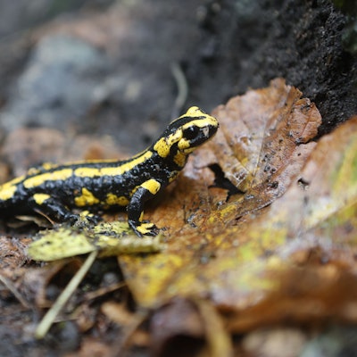 Ein Feuersalamander krabbelt durch das nasse Laub.
