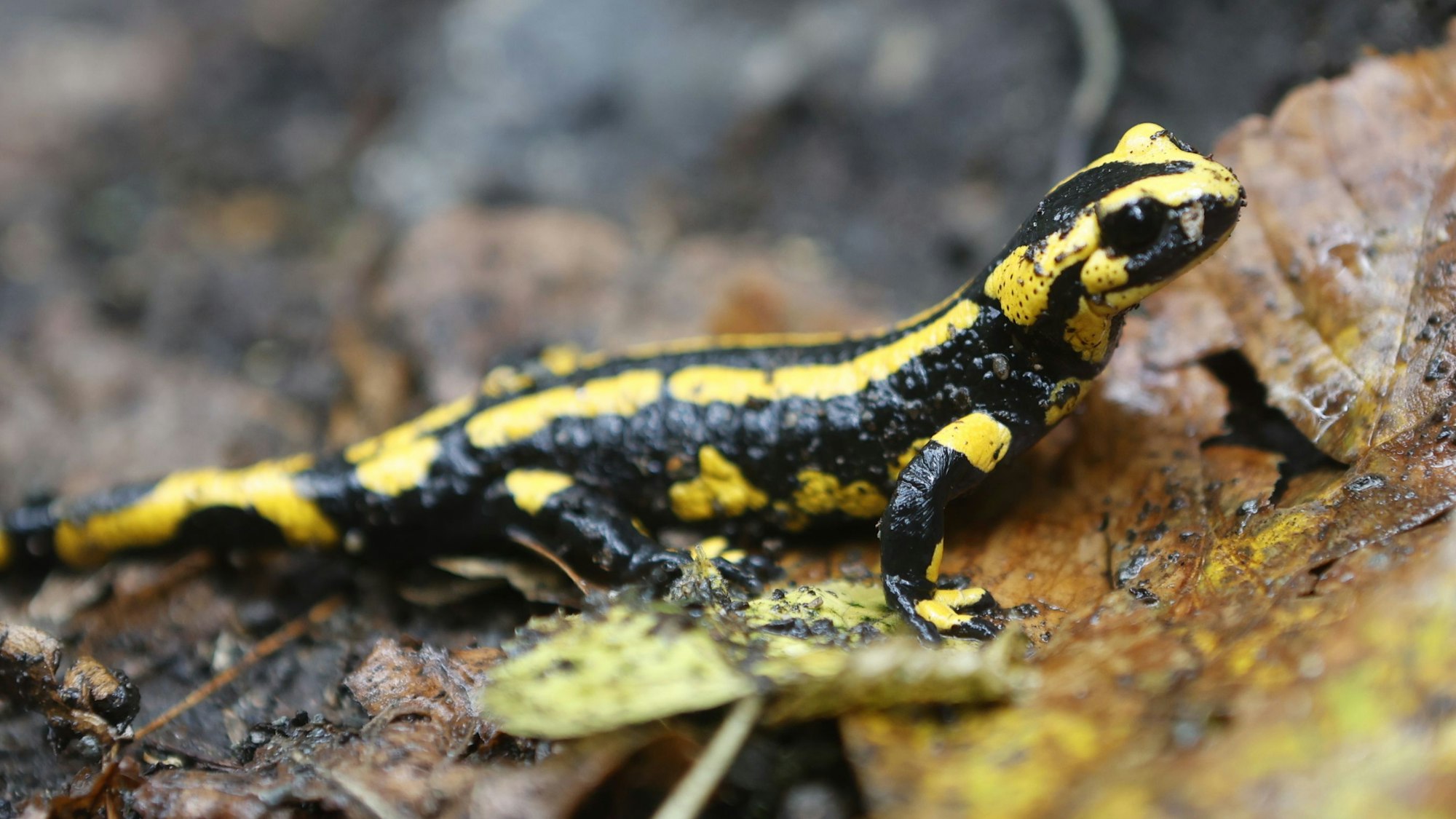 Ein Feuersalamander krabbelt durch das nasse Laub.