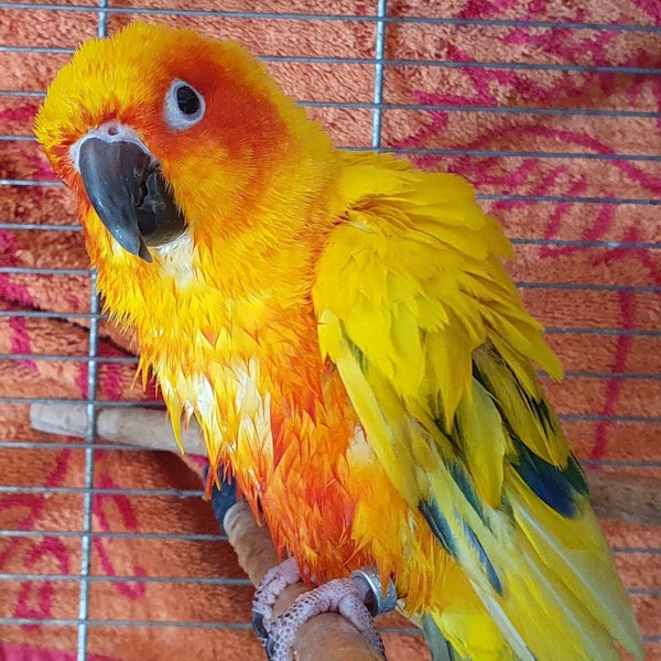 Der Sonnensittich Gismo mit gelb-orangem Gefieder und dunklem Schnabel sitzt in seinem Käfig und schaut neugierig in die Kamera.