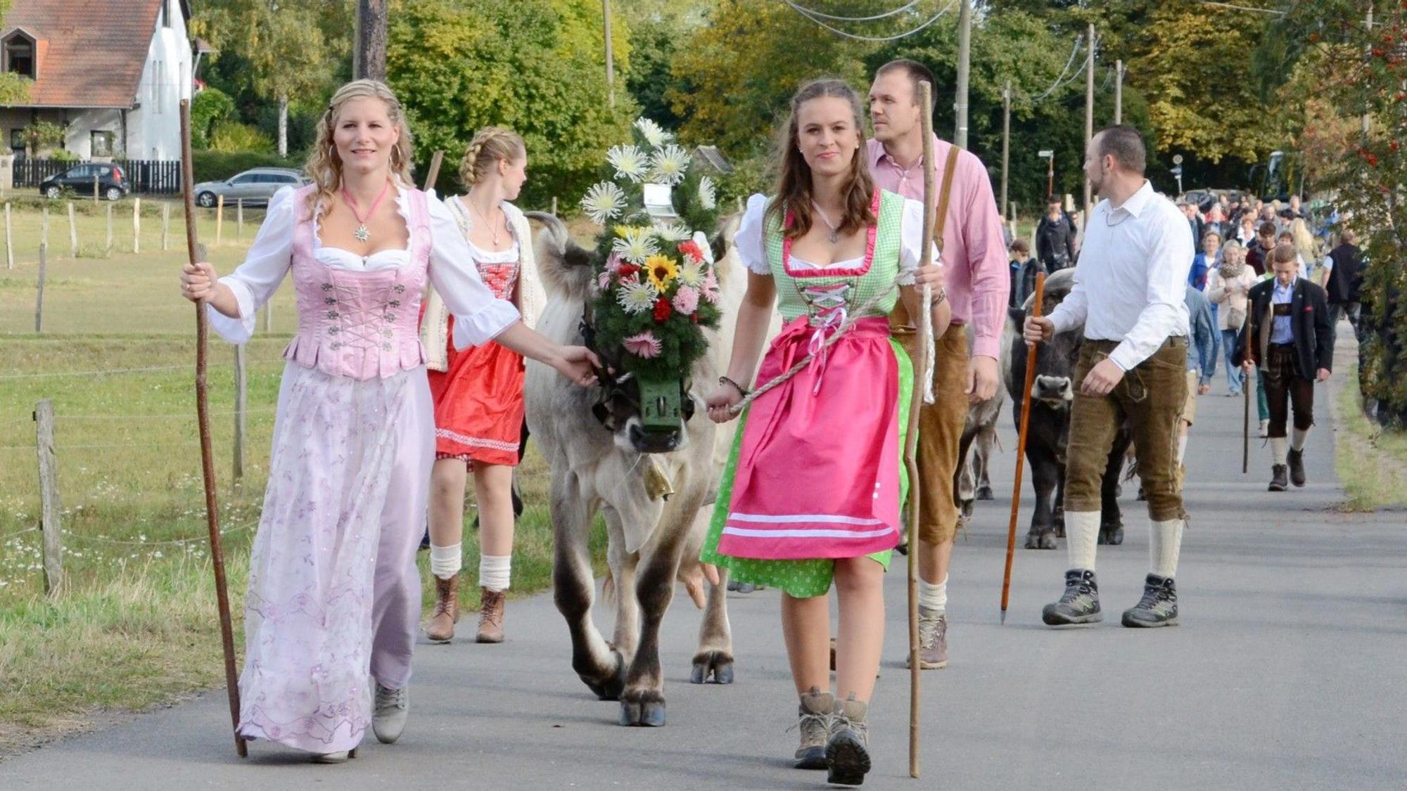 Eine Parade aus Menschen in bayerischer Tracht laufen mit Stöcken und einer Kuh die Straße entlang.