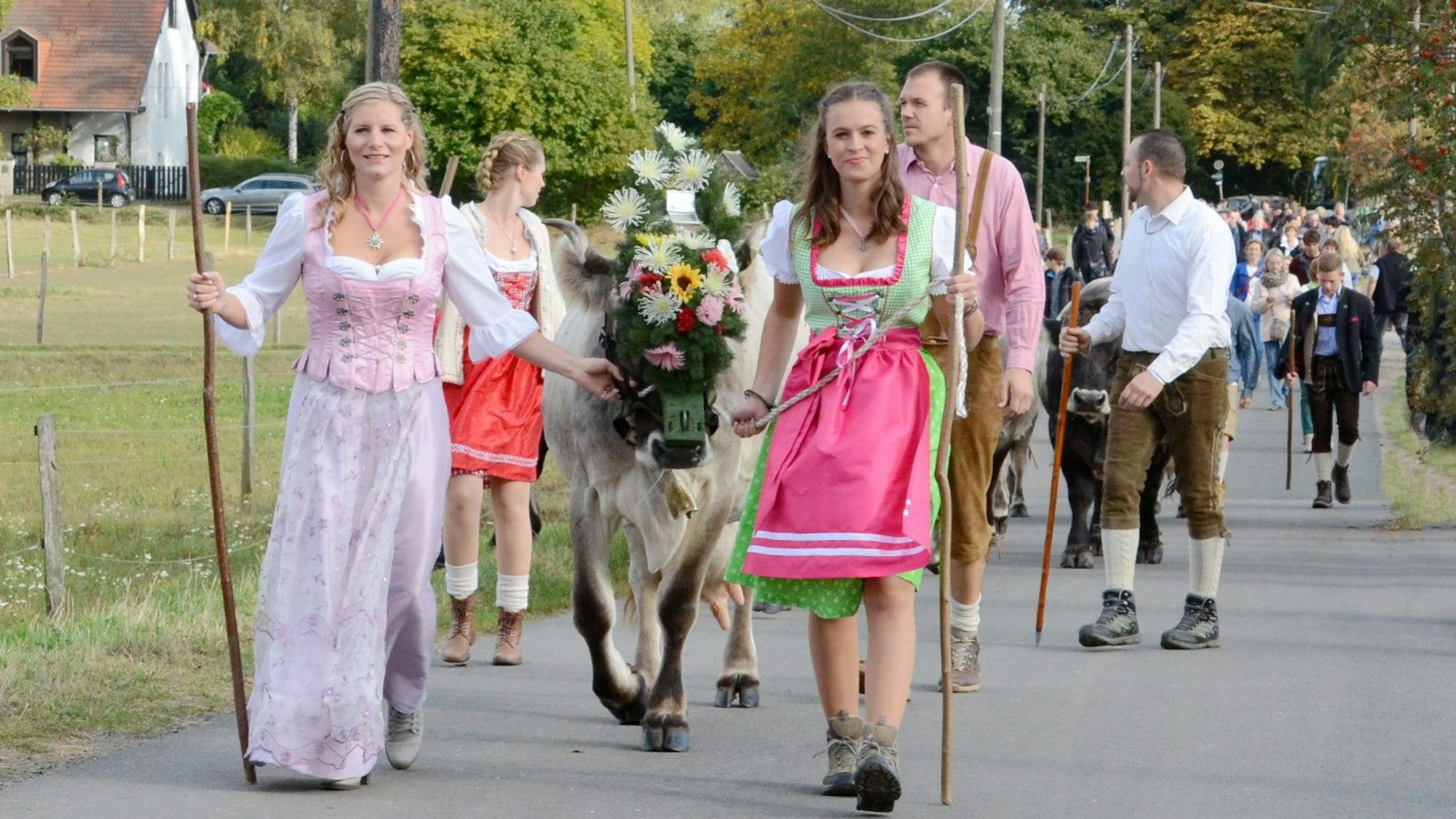 Eine Parade aus Menschen in bayerischer Tracht laufen mit Stöcken und einer Kuh die Straße entlang.