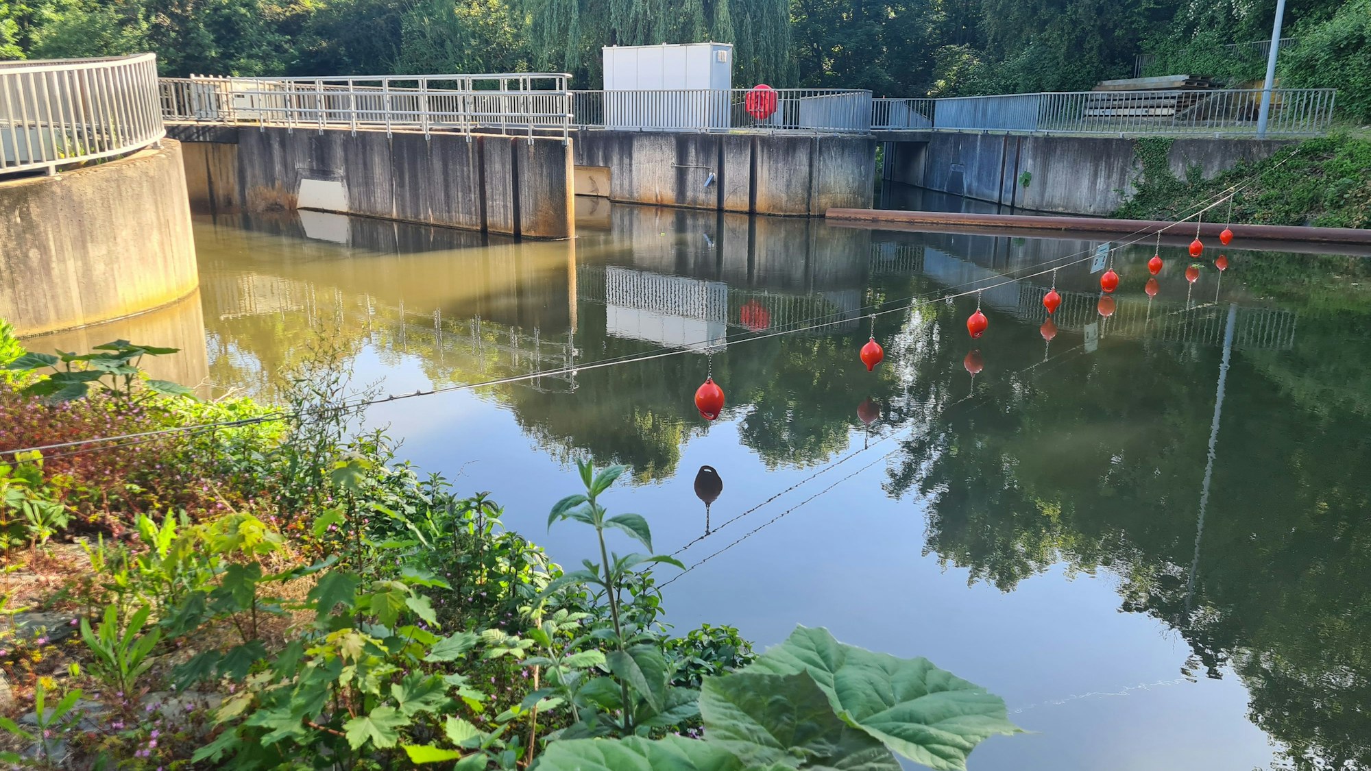 Ein Stahlseil mit Rettungsbojen sichert das Wehr in Bedburg, auch Rettungsringe und eine Strickleiter sind neu.