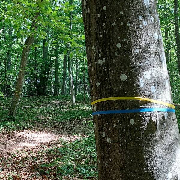 In einem Wald sind ein gelbes und ein blaues Band um einen Stamm gebunden. Sie markieren, dass der Baum gefällt wird.