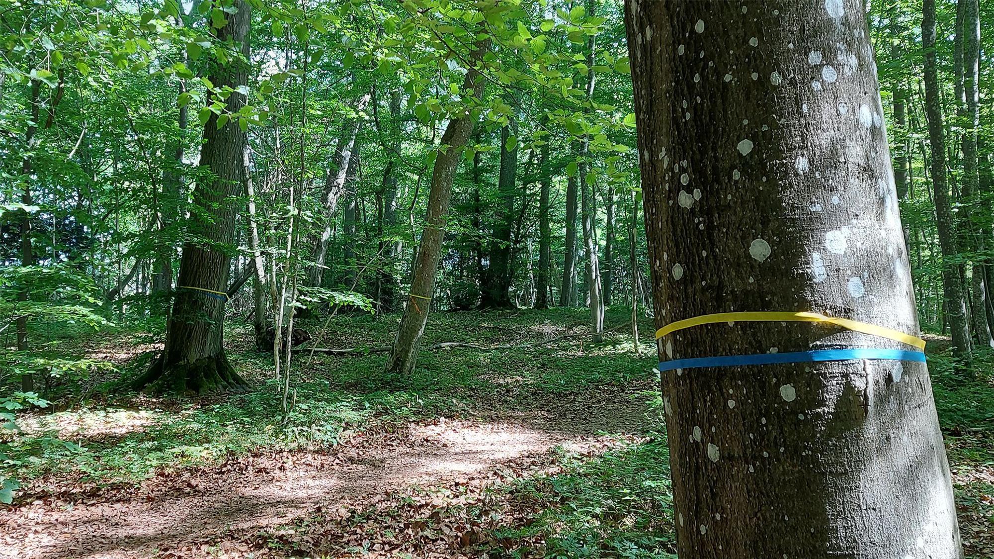 In einem Wald sind ein gelbes und ein blaues Band um einen Stamm gebunden. Sie markieren, dass der Baum gefällt wird.