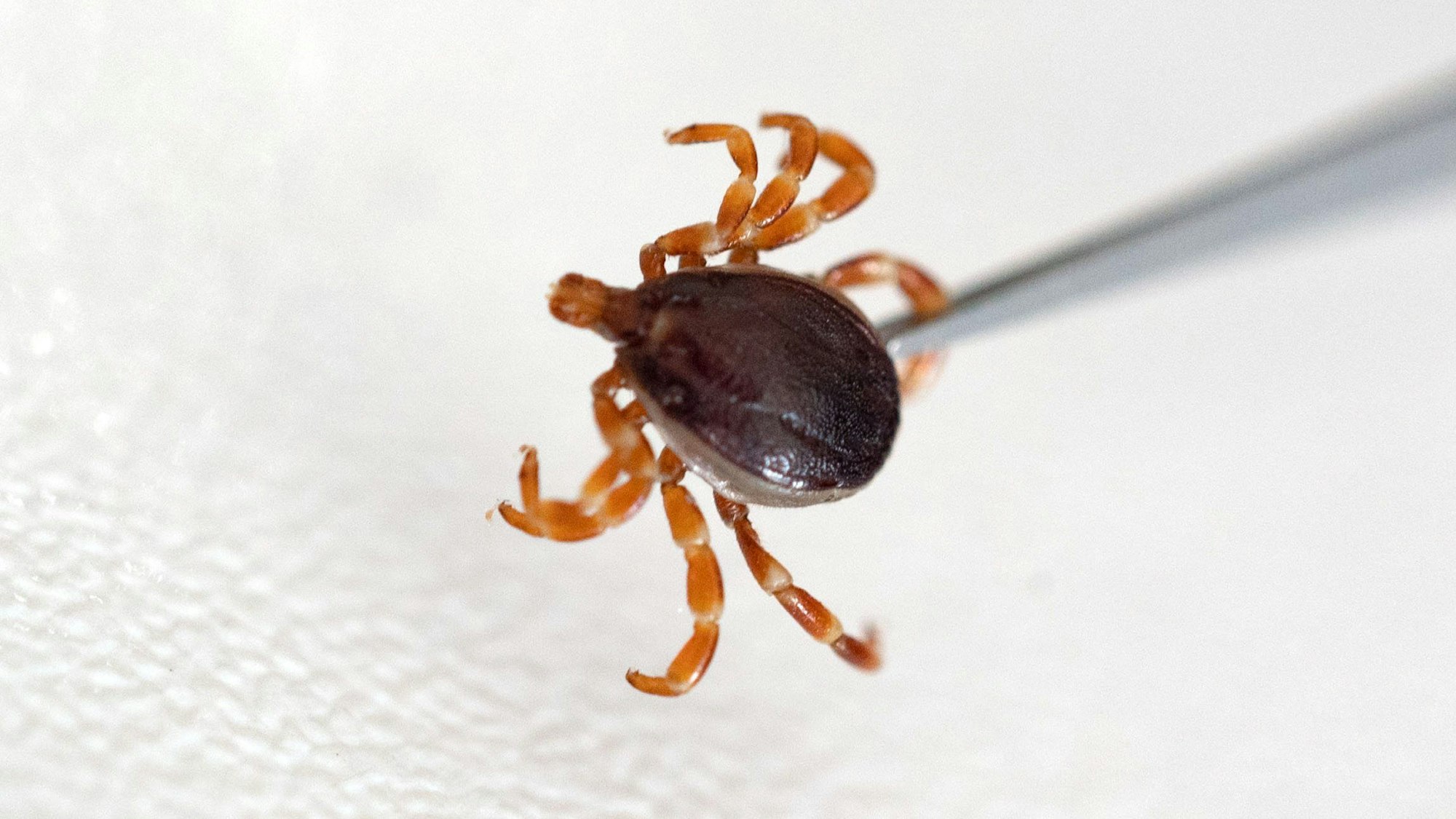 Eine tote Haarige Hyalomma. Das RKI hat einen neuen Bericht veröffentlicht zu den gesundheitlichen Folgen des Klimawandels, auch neue Zeckenarten wie die Hyalomma-Zecke werden in Deutschland häufiger vorkommen und Krankheiten übertragen.