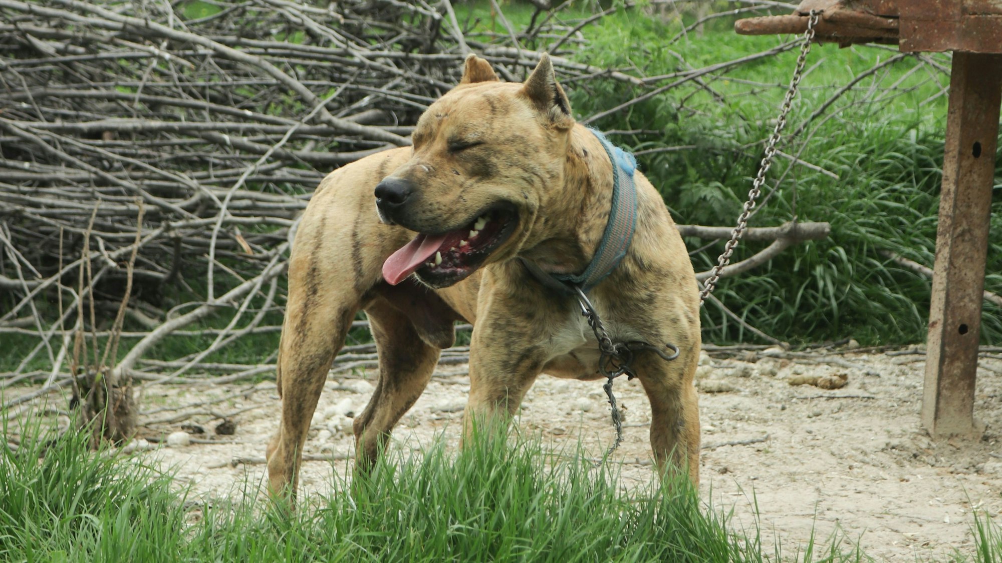 Ein Pitbullterrier an einer Leine. (Symbolbild) In Oldenburg hat ein Hund dieser Rasse mehrere Menschen gebissen.