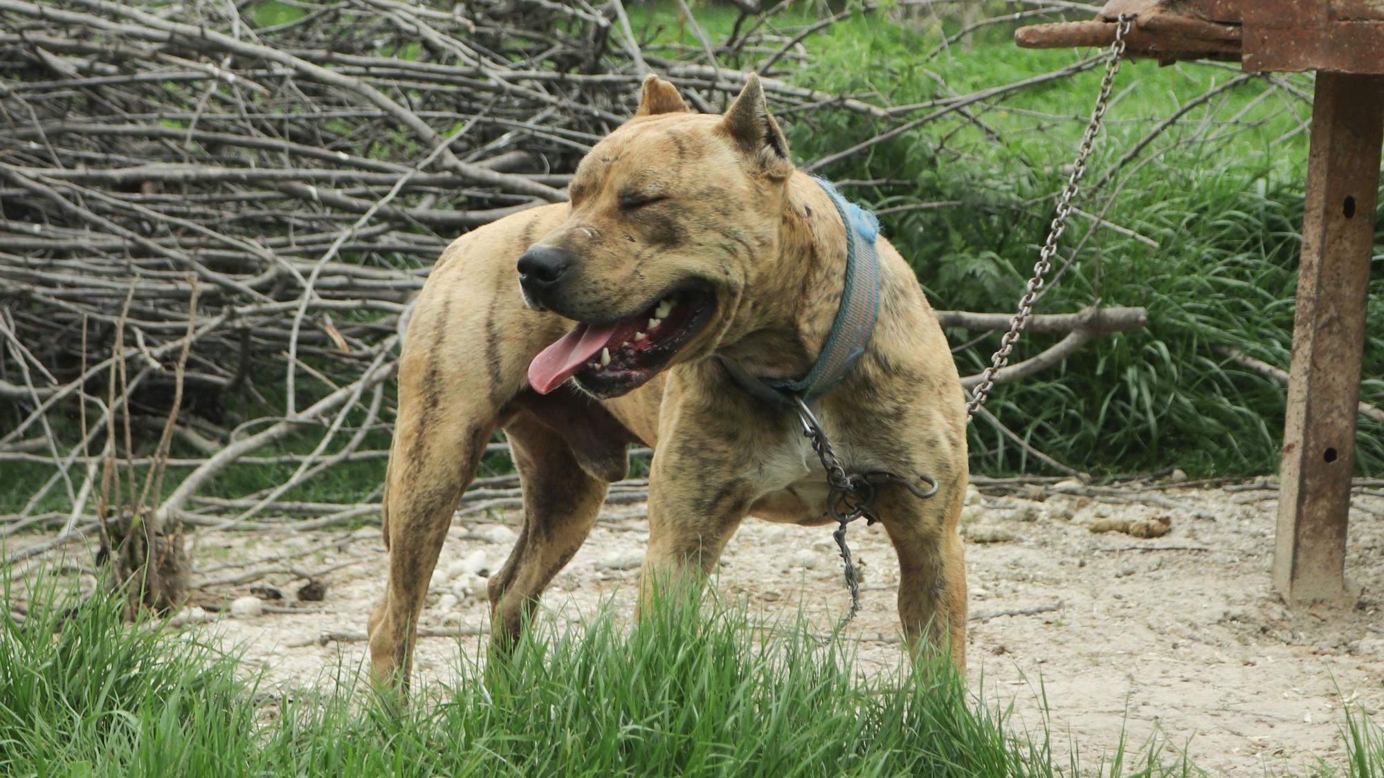 Ein Pitbullterrier an einer Leine. (Symbolbild) In Oldenburg hat ein Hund dieser Rasse mehrere Menschen gebissen.