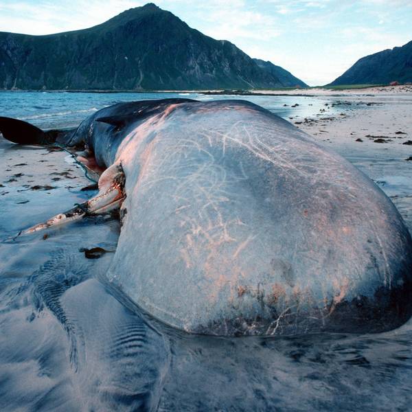 Ein gestrandeter Pottwal in Norwegen.