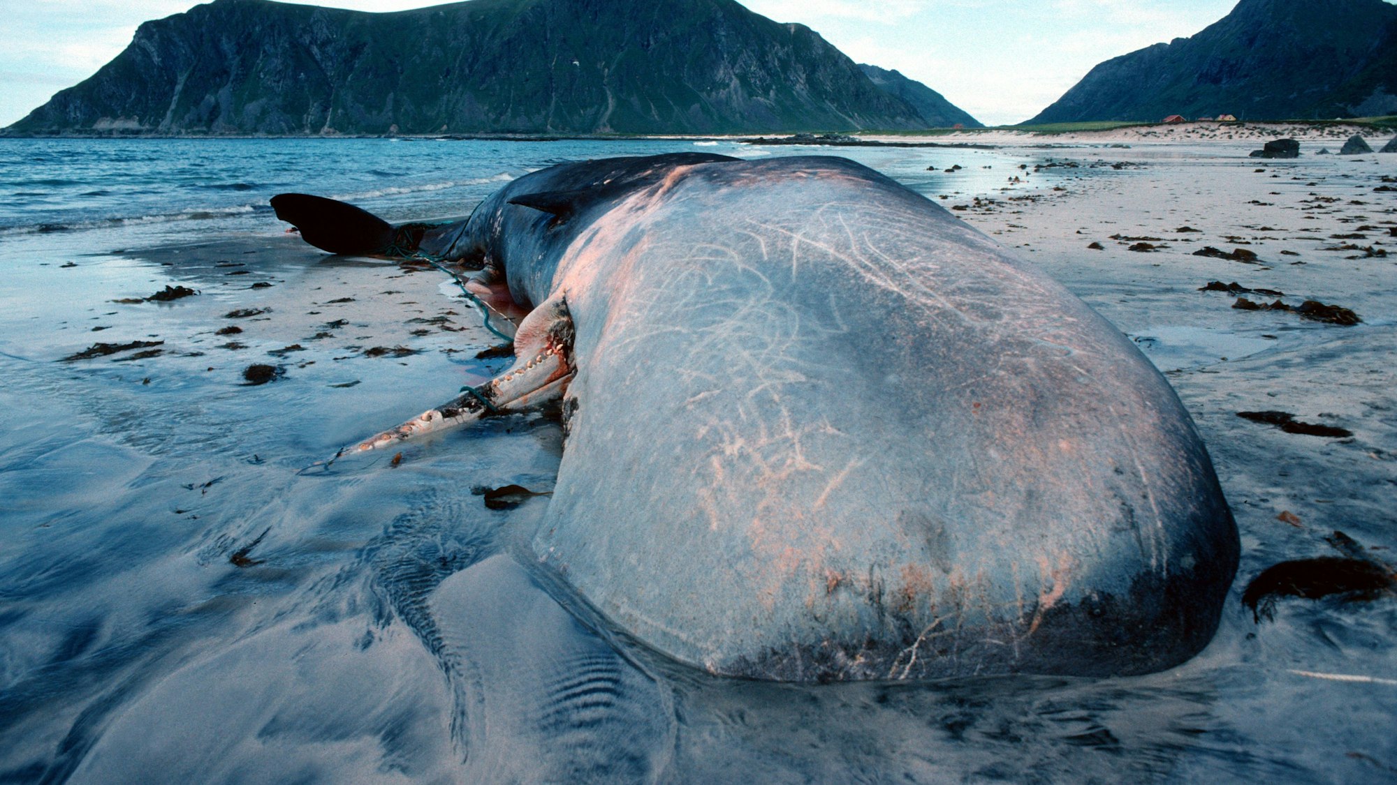 Ein gestrandeter Pottwal in Norwegen.