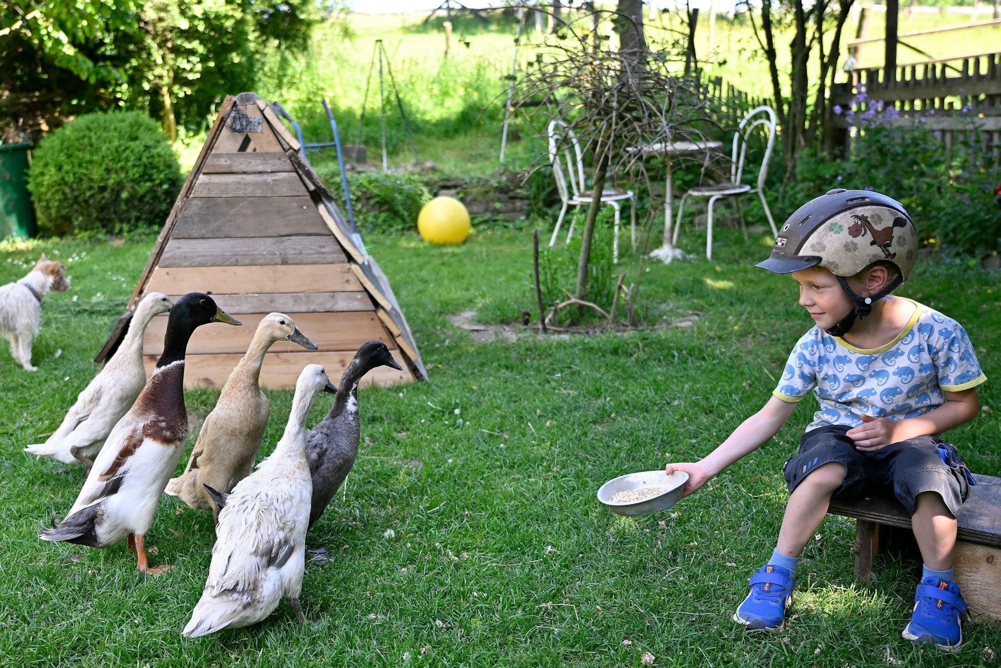 Vilkerath. Offene Gartenpforte bei Daniela Müller. Enten