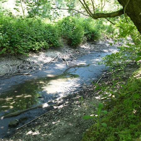 Die Große Laache ist an einigen Stellen nahezu trockengelaufen.