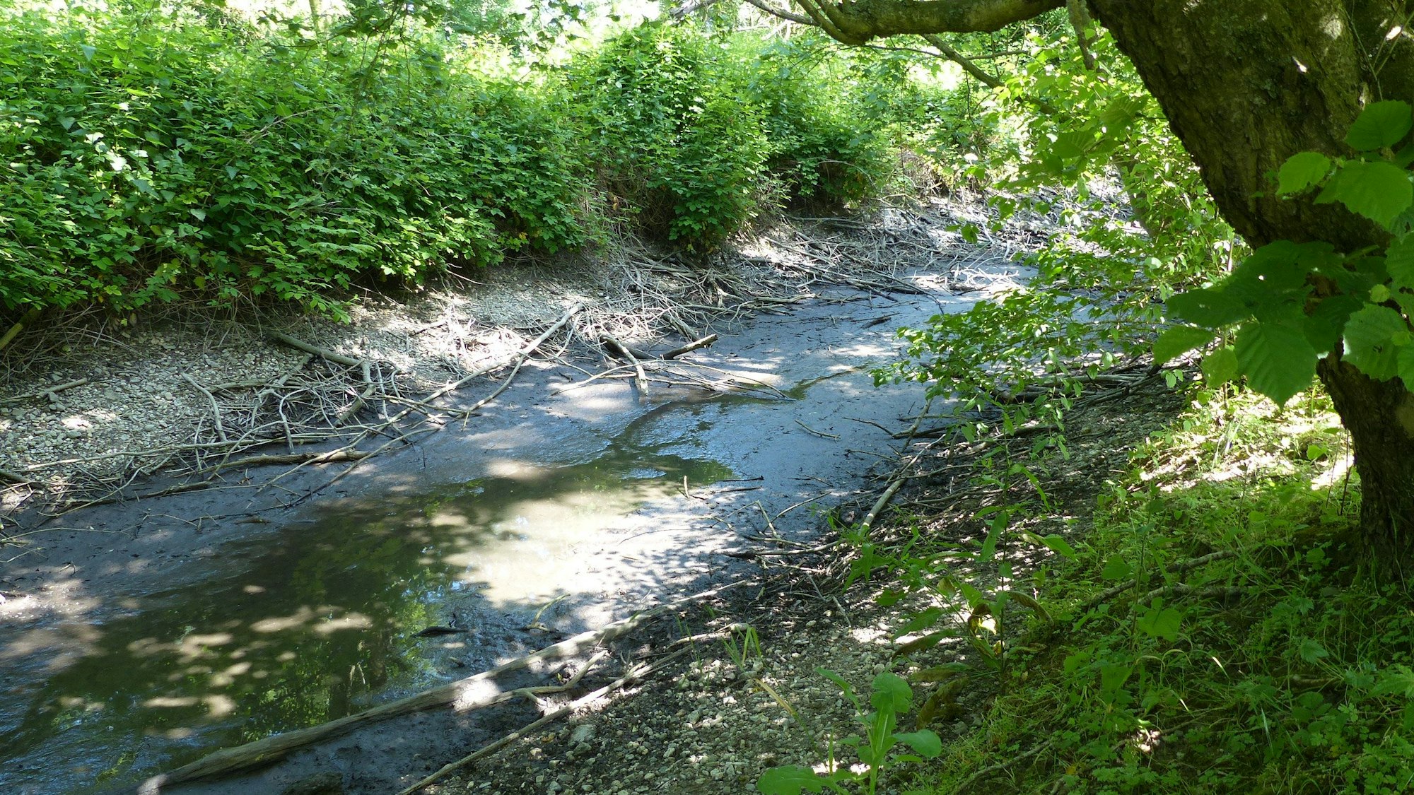 Die Große Laache ist an einigen Stellen nahezu trockengelaufen.