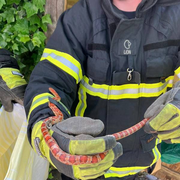 Es ist die Schlange in den Händen eines Feuerwehrmannes zu sehen.