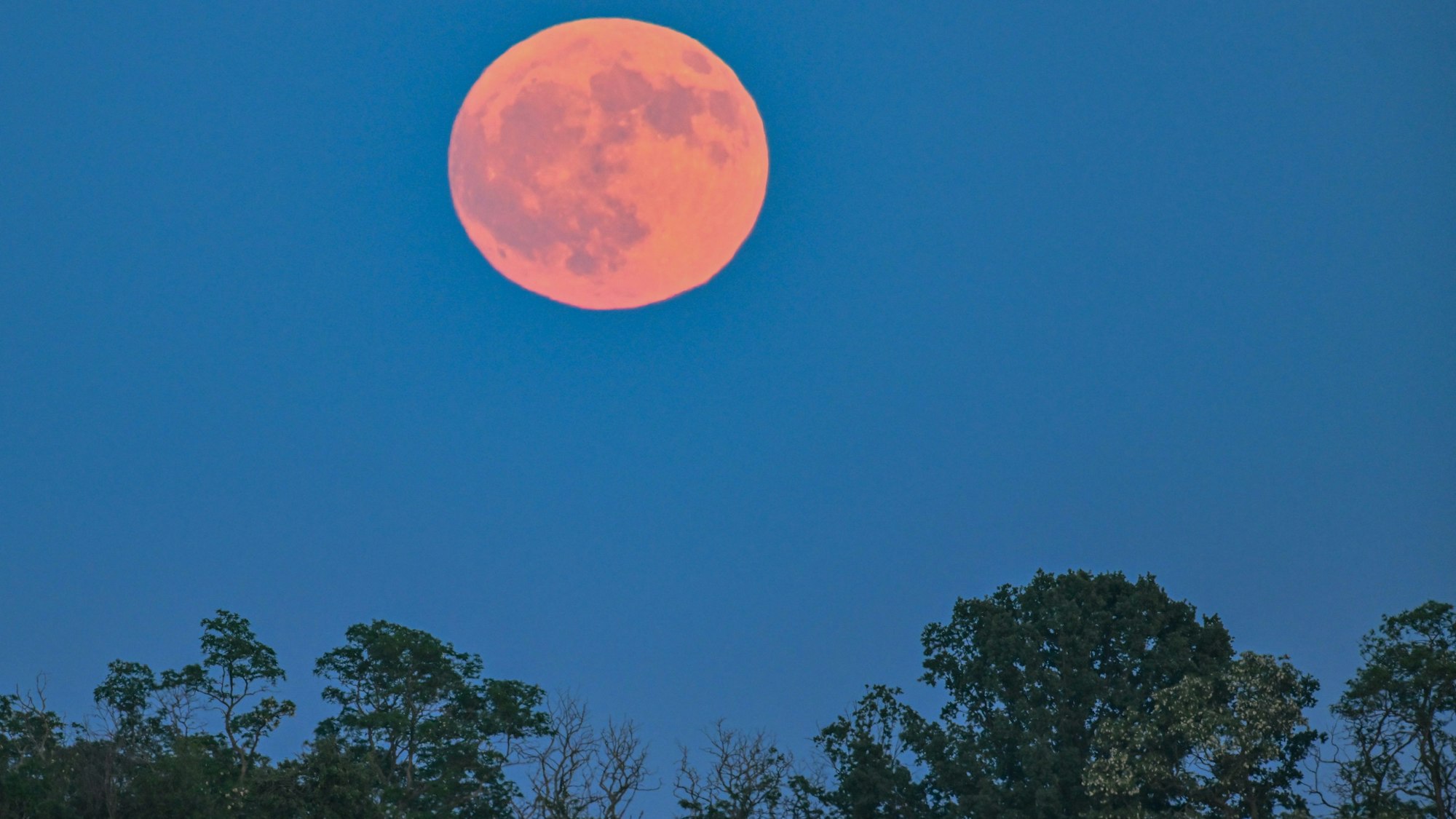 Der Vollmond leuchtet am späten Abend rötlich über der Landschaft in Lebus, Brandenburg.