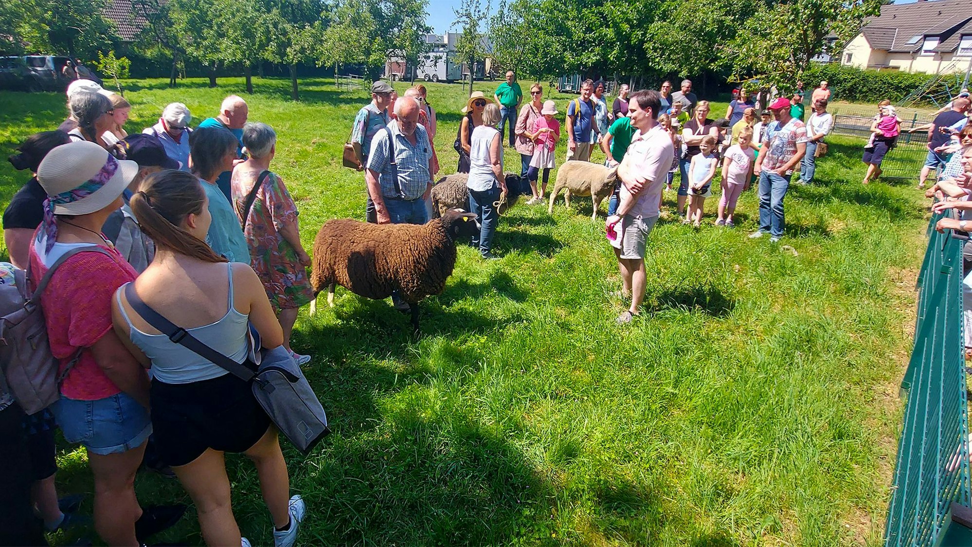 Zahlreiche Menschen und einige Schafe stehen auf einer Wiese. Es findet die Wahl des schönsten Zuchtschafes statt.