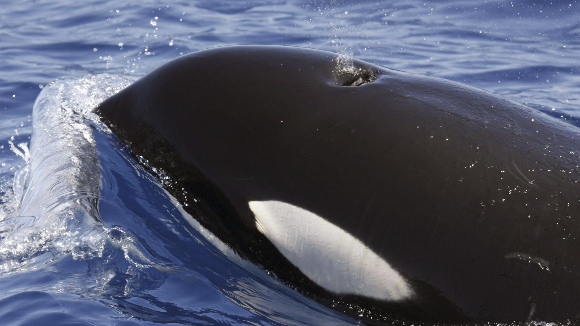 Ein Orca (Schwertwal) schwimmt im Meer (Symbolbild)