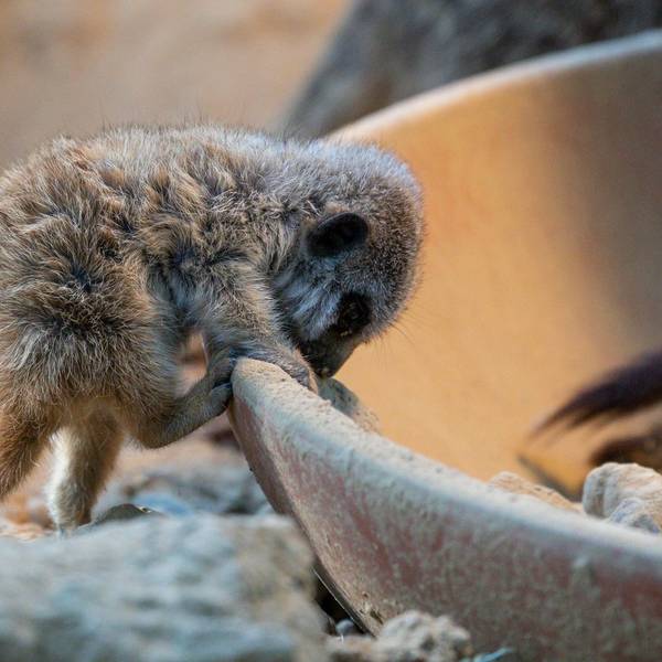 Einer der vier Jungtiere im Kölner Zoo