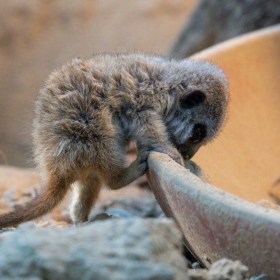 Einer der vier Jungtiere im Kölner Zoo