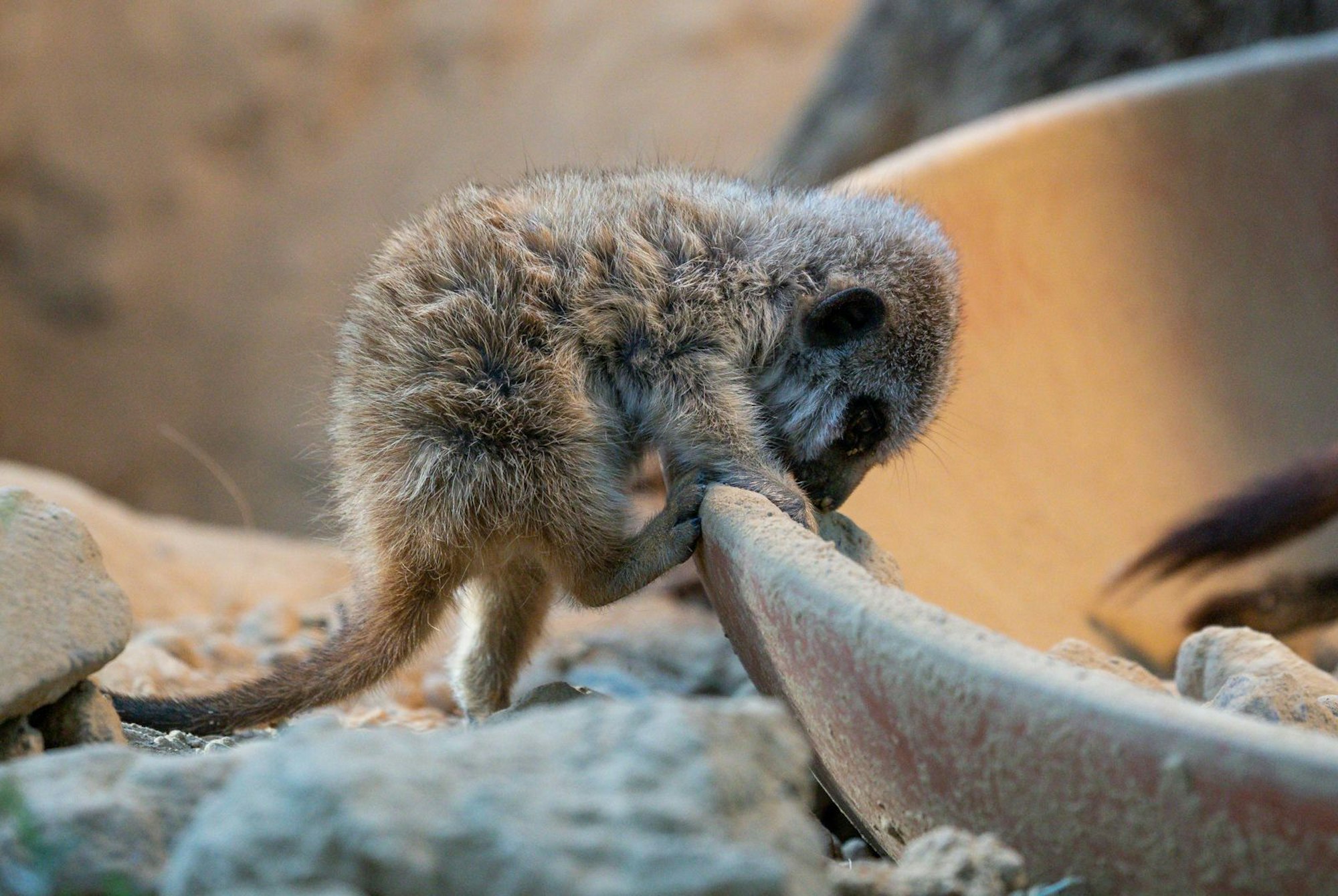 Einer der vier Jungtiere im Kölner Zoo