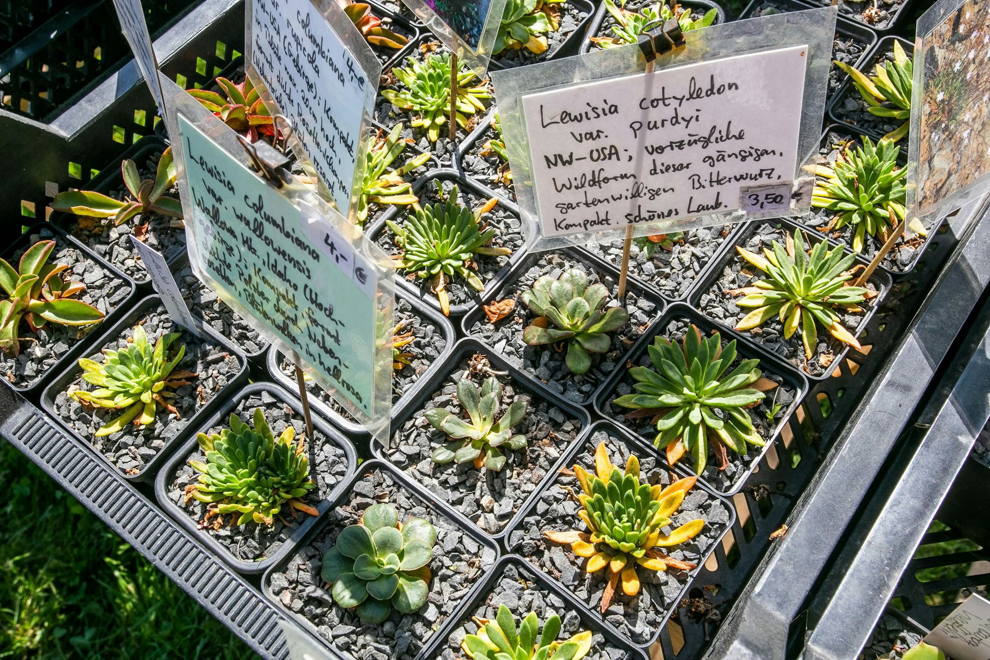 Nahaufnahme von verschiedenen, eingetopften Pflänzchen, die kastenförmig aneinander gereiht sind.