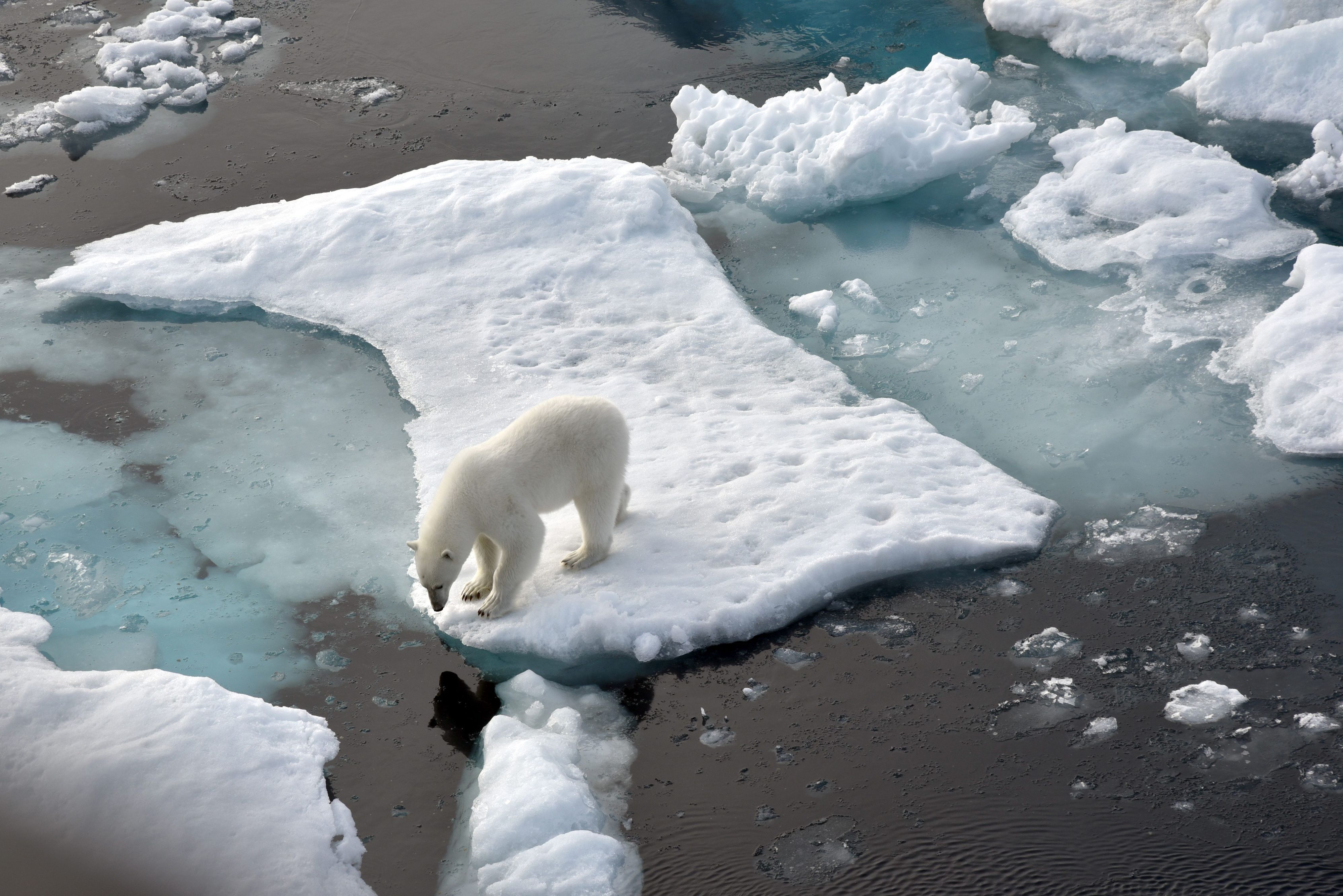 Ein Eisbär steht im Nordpolarmeer auf eine Eisscholle.