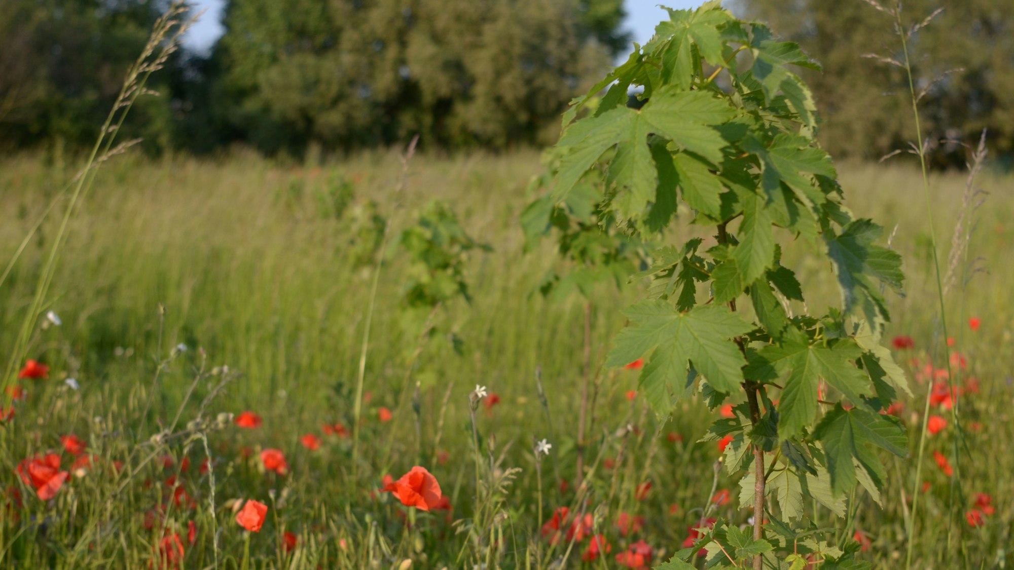 Neu angepflanzte Bäume und Blumen in der früheren Siedlung Rosental in Euskirchen.