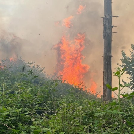 Flammen schlagen in einem Waldstück in die Höhe.