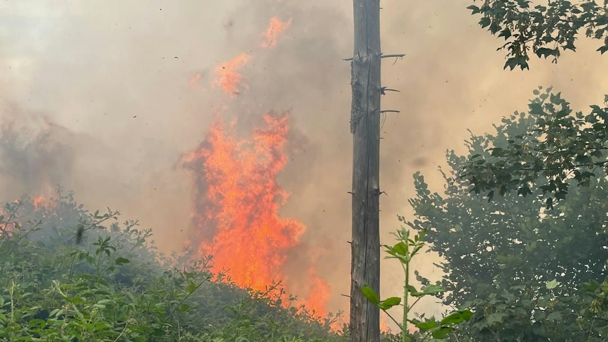 Flammen schlagen in einem Waldstück in die Höhe.