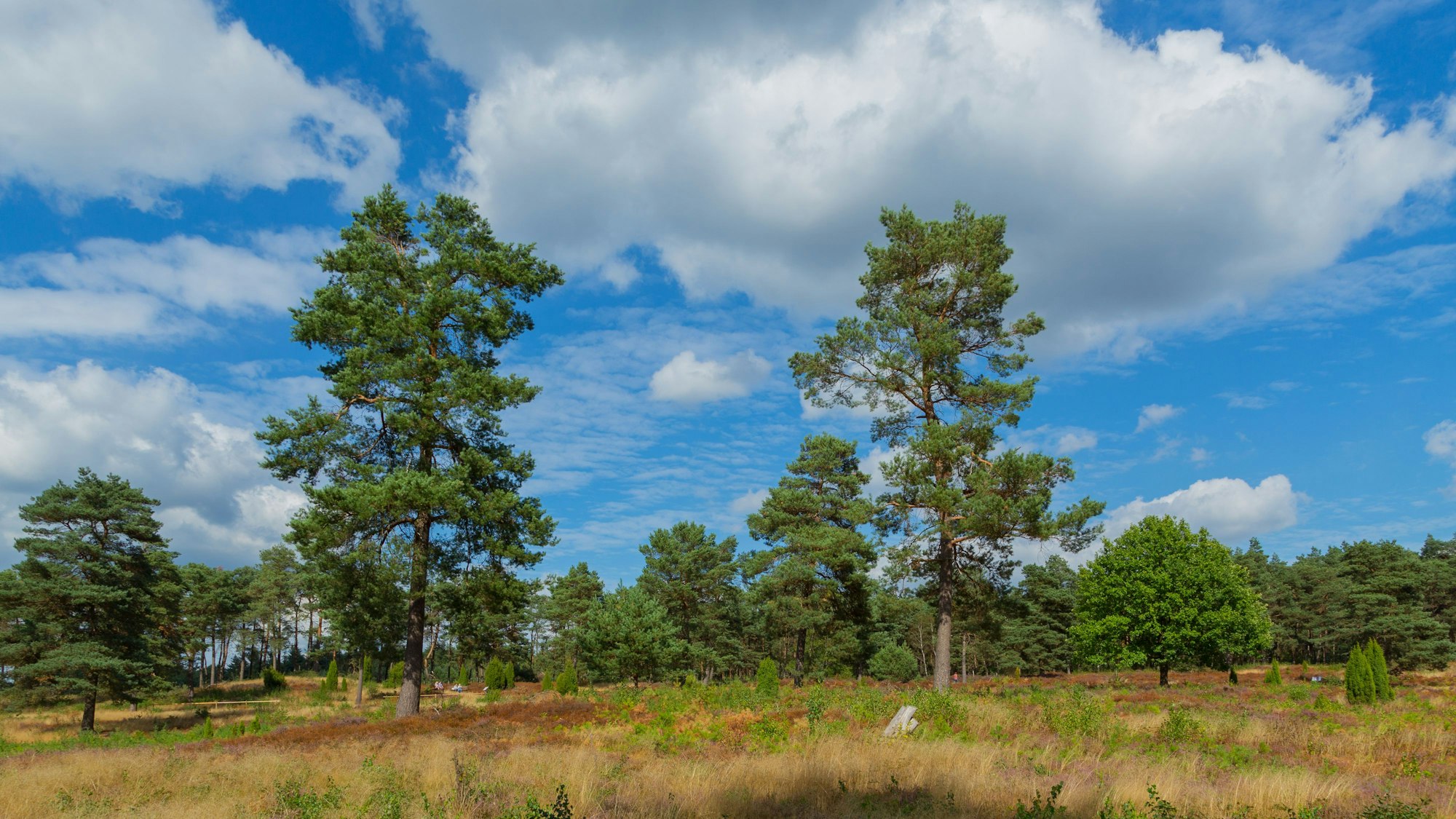 Naturpark Terra Vita an der Grenze zu Niedersachsen, Wacholderhain